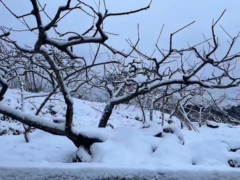 冬日雪景+成都管理处+陈鑫