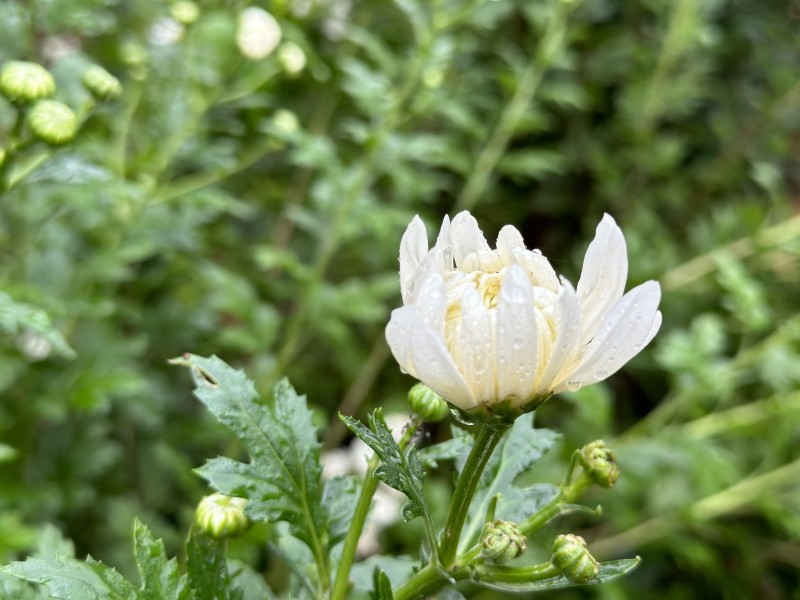 含苞欲放—四川成渝高速公路股份有限公司成渝分公司孙东华