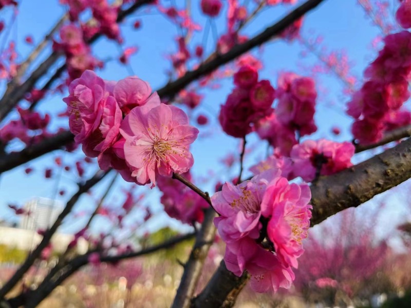 春+成都管理处+严晓佳