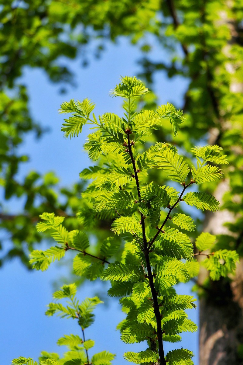 新生+成都管理处+林志业