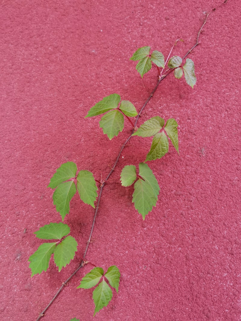 点缀+四川成渝高速公路股份有限公司成渝分公司资阳管理处+邹丽