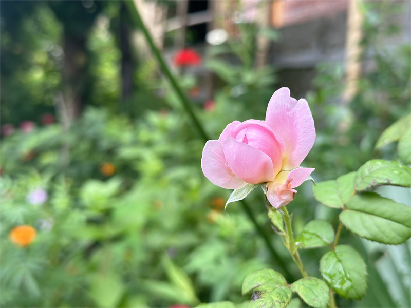 春暖花开——四川成渝高速公路股份有限公司成渝分公司孙东华