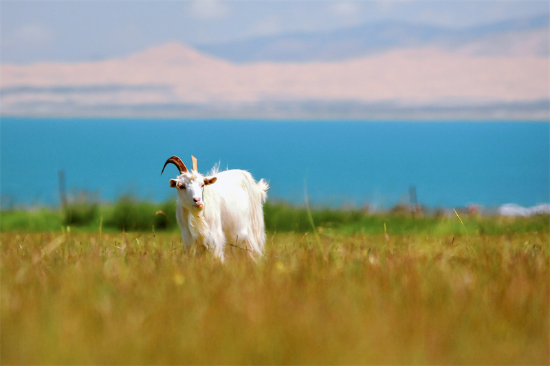 草原精灵+四川成渝高速公路股份有限公司成渝分公司资阳管理处+贺晓