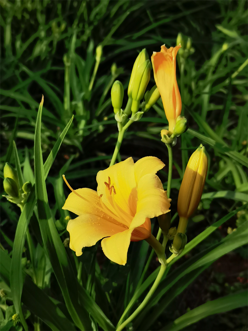 今日黄花+四川成渝高速公路股份有限公司成渝分公司资阳管理处+曹亮