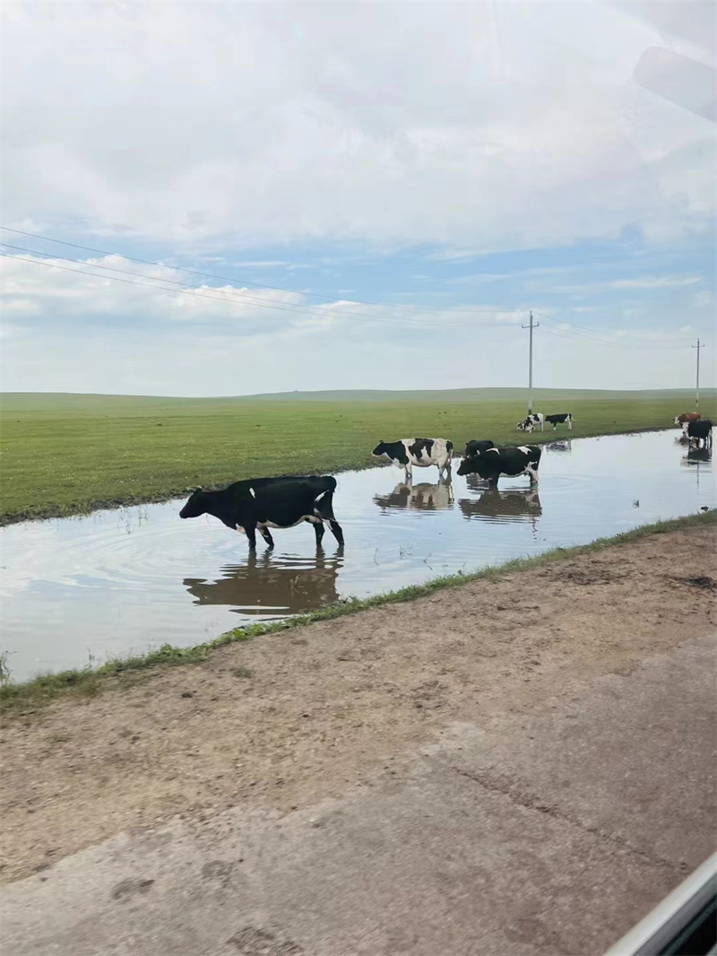 风吹草低见牛羊+四川成渝高速公路股份有限公司成渝分公司资阳管处+曾茜