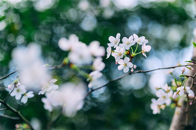 拍春+成渝分成都处+刘媛