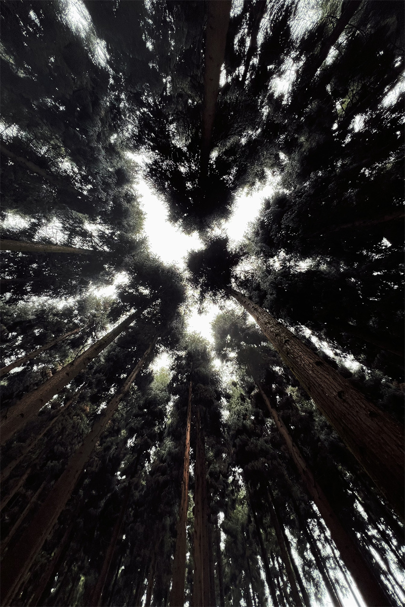 中坝森林+四川成渝高速公路股份有限公司成渝分公司资阳管理处+孙沛