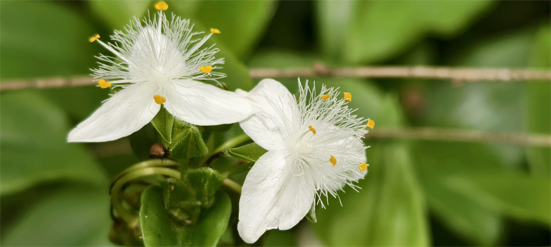 白花紫露草+四川成渝高速公路股份有限公司成渝分公司资阳管理处+雷亚玲