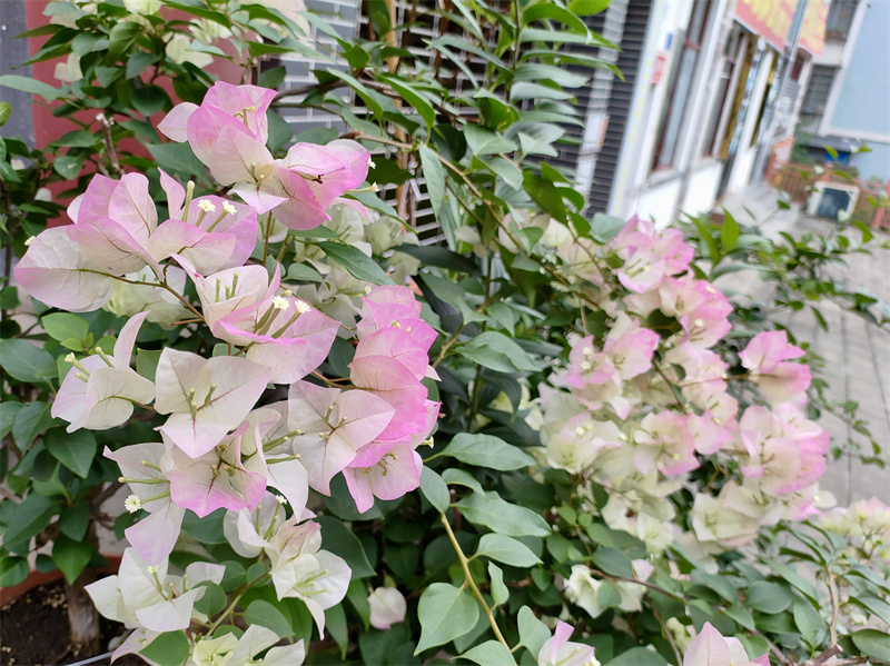 街边花丛——四川成渝高速公路股份有限公司成渝分公司钟晓峰